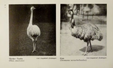 1926 - Weißer Nandu, Emu / Triel, Goldregenpfeifer - alter Druck